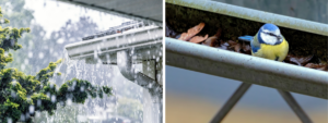 Two images side by side. On the left, water overflowing out of gutters as heavy rain falls. On the right, a blue, yellow, and white bird sitting in a gutter with some leaves and other debris.